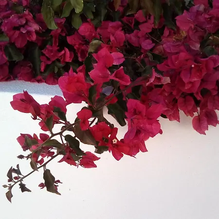 Cozy Summer House בית נופש *